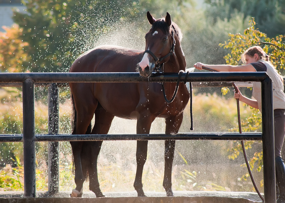 equine heat stress