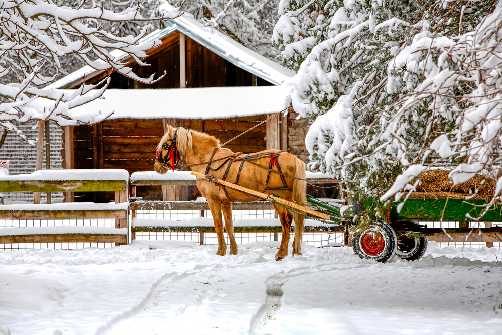 winter coat maintenance