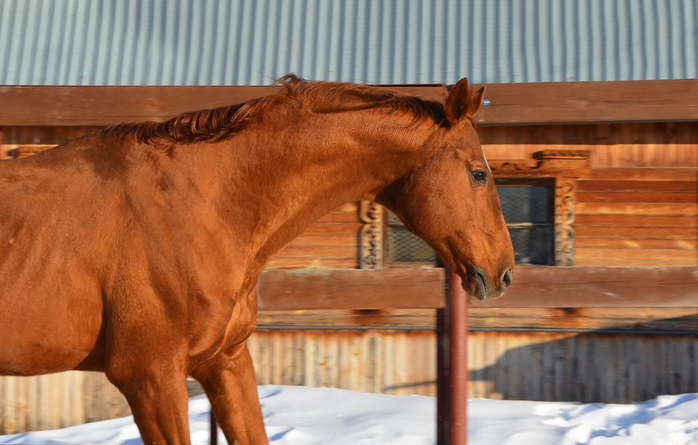 winter fire safety horse farm