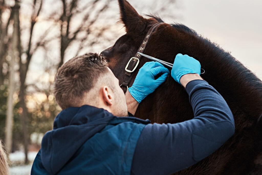 Veterinarian makes an external examination of a horse to find papillomas on a ranch outdoors.