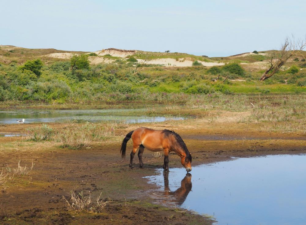 a horse drinking out of a pond