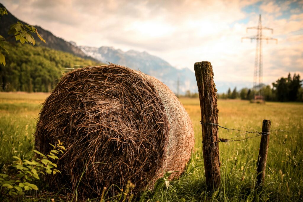 Horse hay in an open field