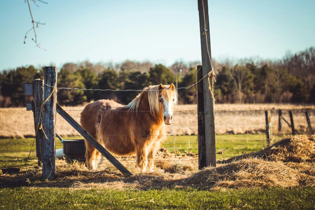 Horse in a pasture with hay