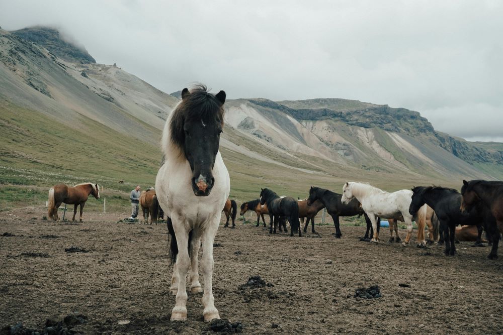 Horses standing in an open field.