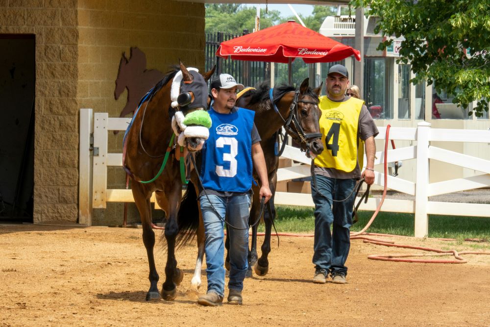 horses walking with owner, getting ready for a race