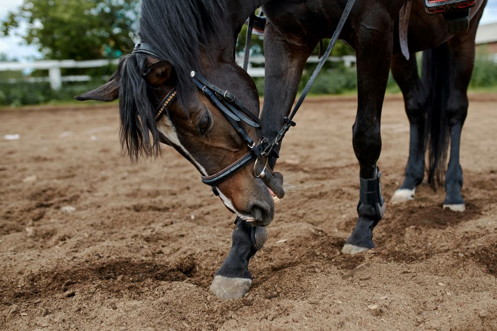 horse in a field having issues with horse hoof