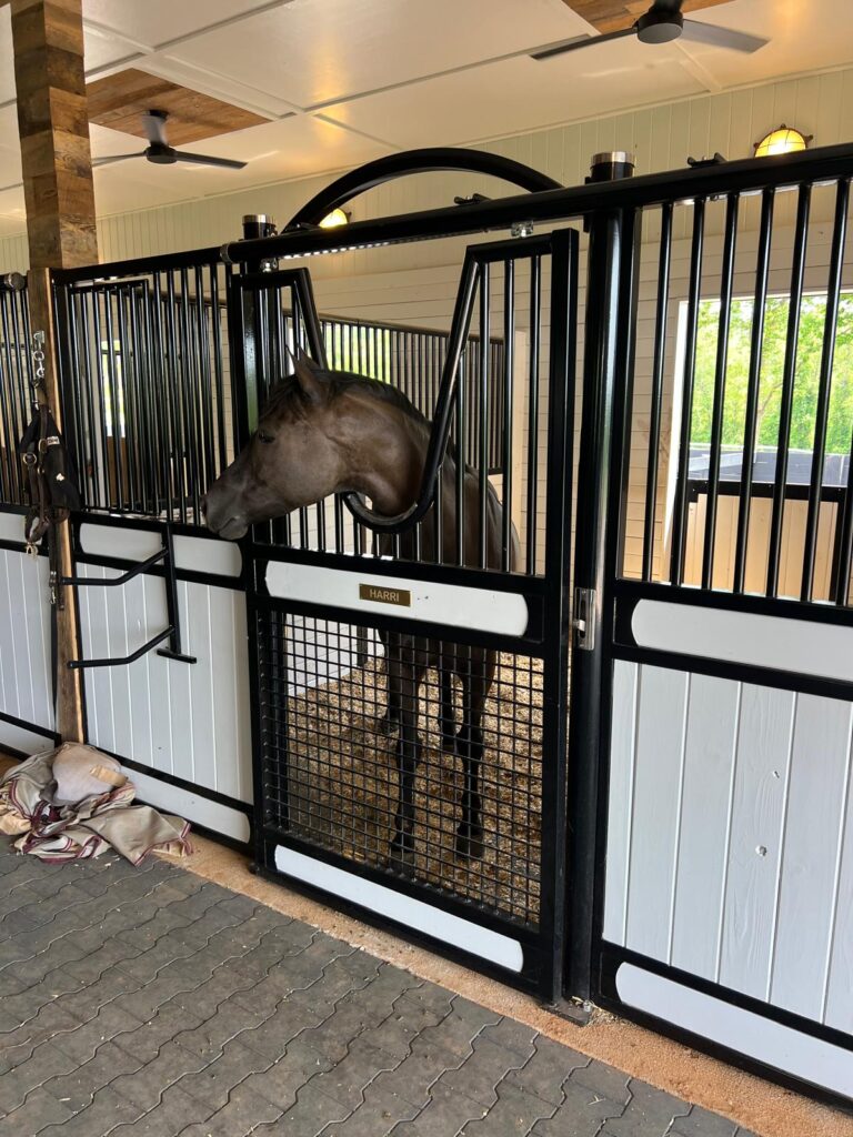 Beautiful horse peeking out of a sliding European stall