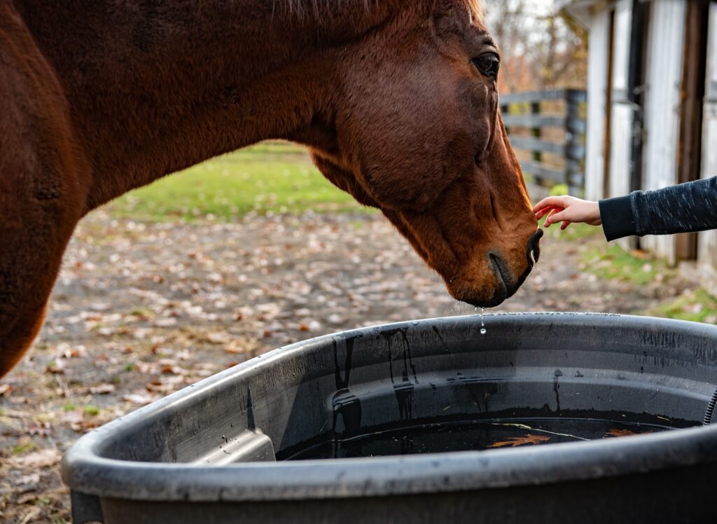 Quarter horse getting a drink 
