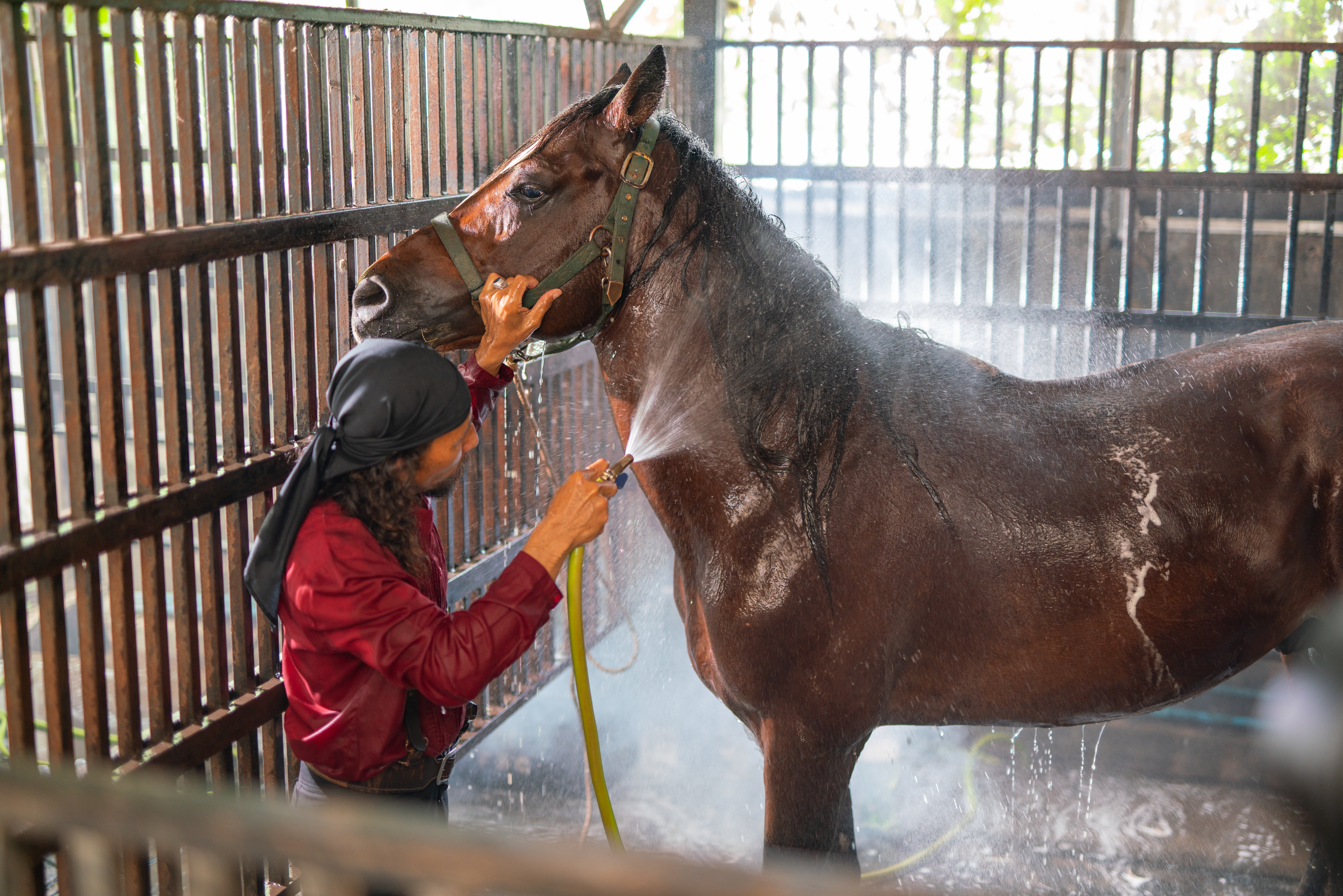 Horse getting a cool bath